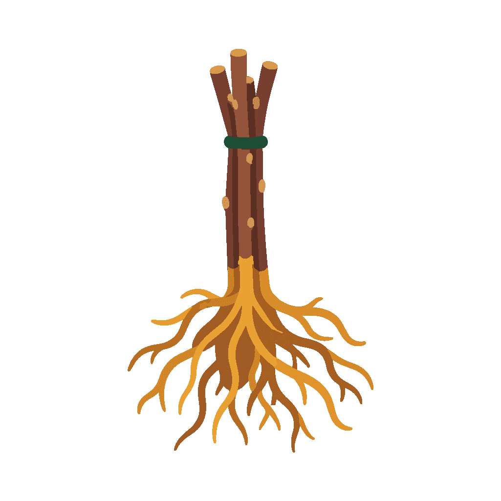 Rootstock