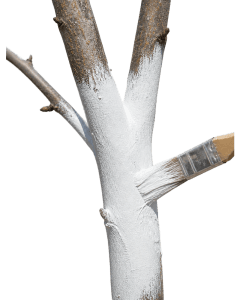 Stem Paste 5Kg