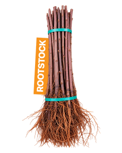 Rootstock M9 T337 - Imported - 12/14mm