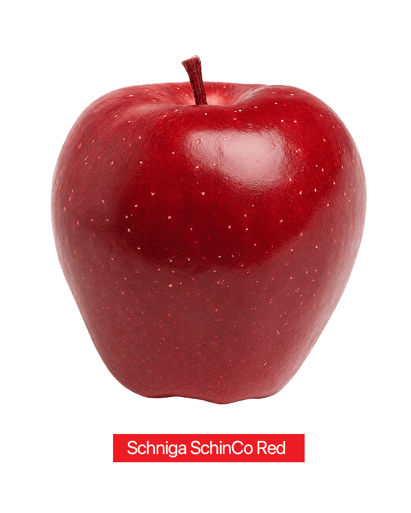 Gala Plant - Imported - M9 T337 - 5+ - Schnico Red — image 1 of 2